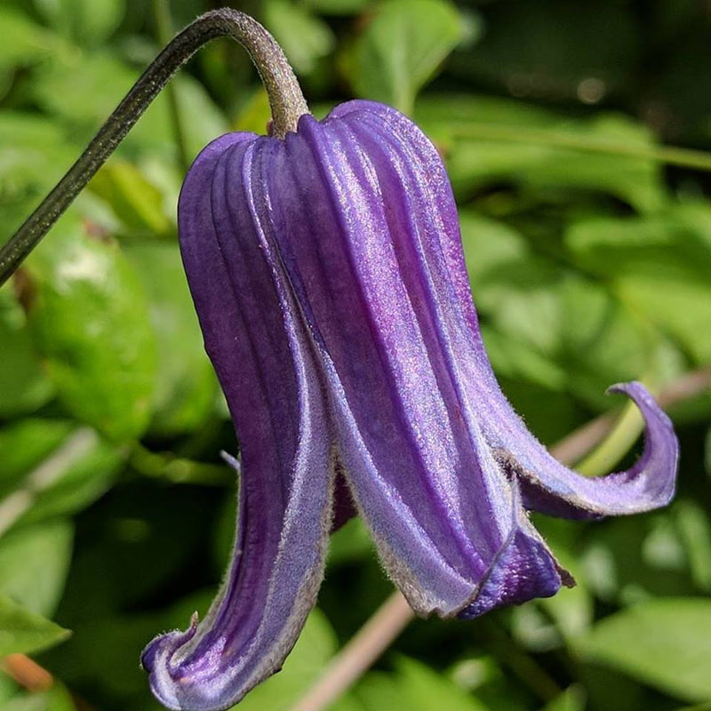 Semillas de flores de clemátide Rooguchi para sembrar, coloridas, ornamentales, variedad tradicional y sin organismos modificados genéticamente, semillas para el jardín doméstico