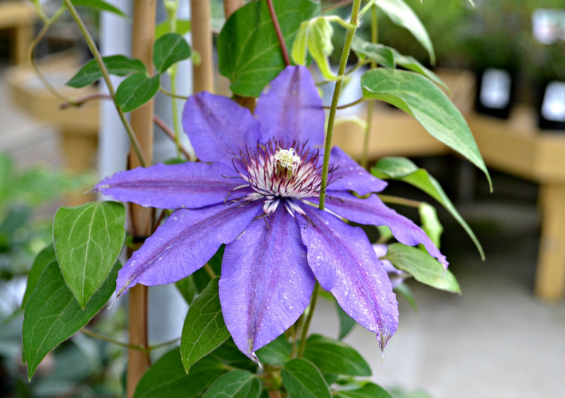 Semillas de clemátide trepadora para sembrar, flores brillantes, variedad tradicional y sin ingeniería genética, semillas para jardín doméstico