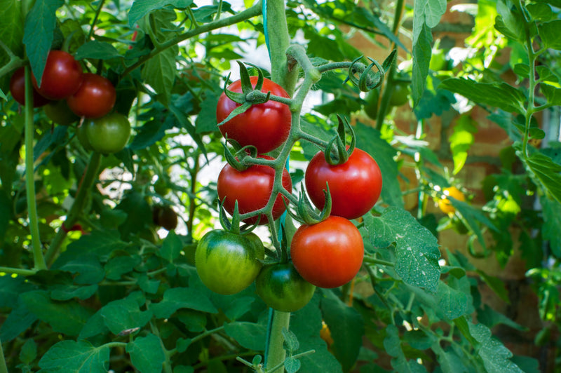 Semillas de tomate de huerta Solanum lycopersicum para plantar en huertos de verduras