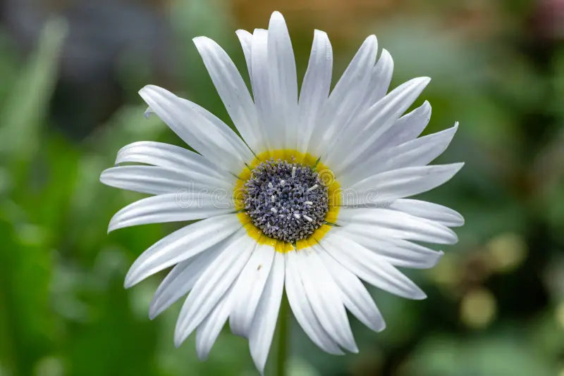 Semillas de flores blancas de Arctotis Grandis para siembra, semillas para su jardín