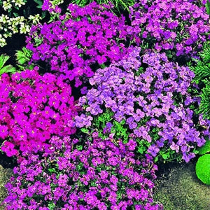 Close-up of lila and rosa aubrieta blumen