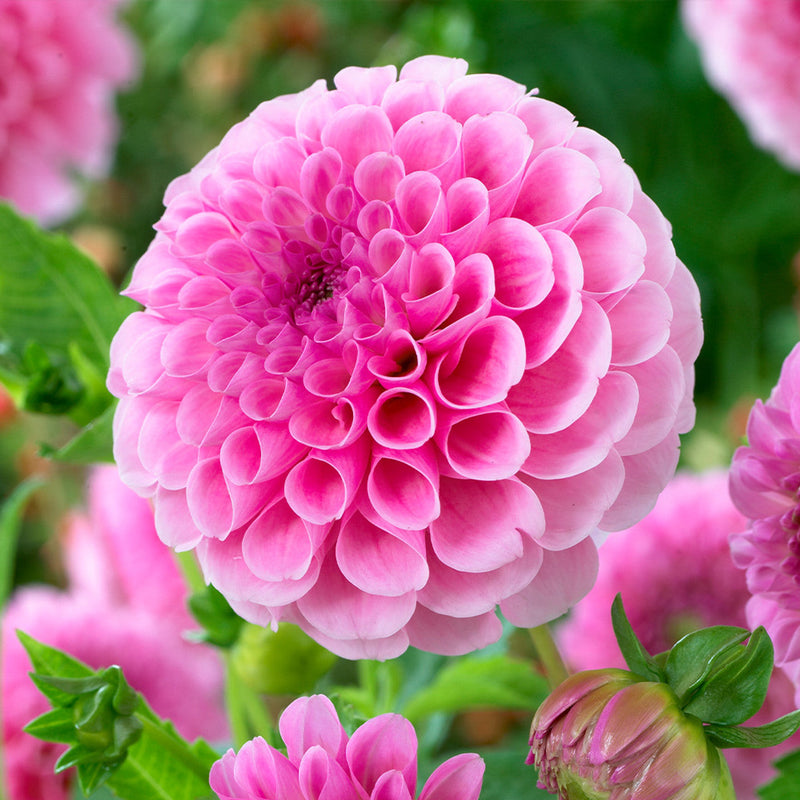 Close-up of rosa and weiß dahlia blumen