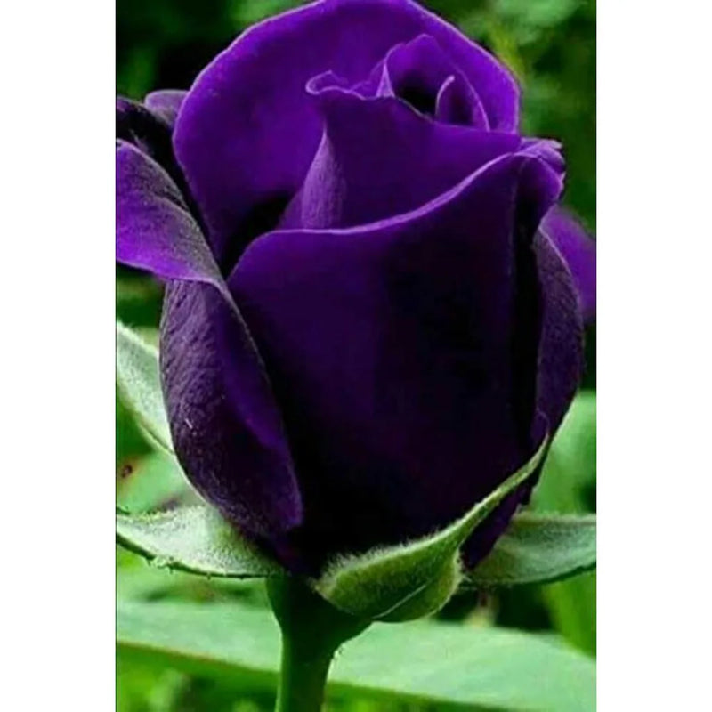 Graines de rose violette double, idéales pour les semis