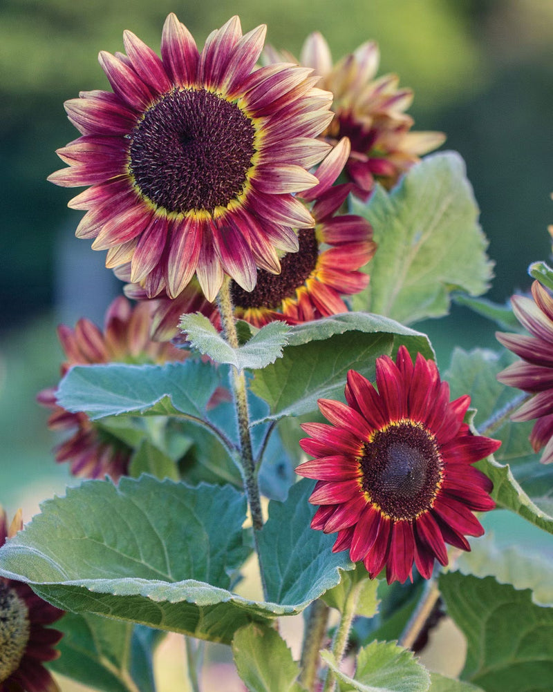 Graines de tournesol bordeaux à semer