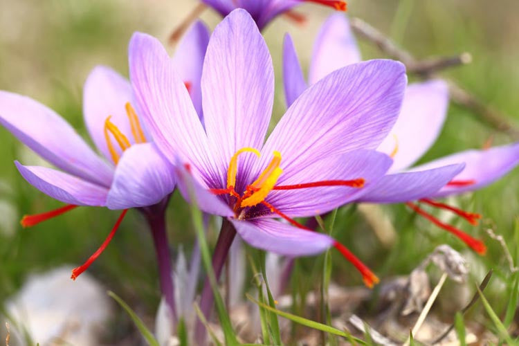 Colección de semillas de flores de azafrán para sembrar, con flores brillantes y coloridas; ideal para embellecer el jardín