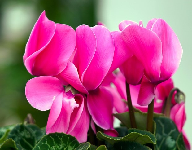 Cyclamen blume samen