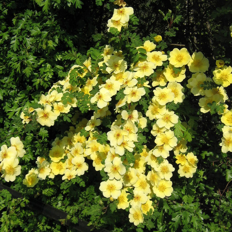 Semillas de flores de rosa xanthina para sembrar, populares en el jardín, variedad tradicional y sin ingeniería genética, semillas para jardín doméstico
