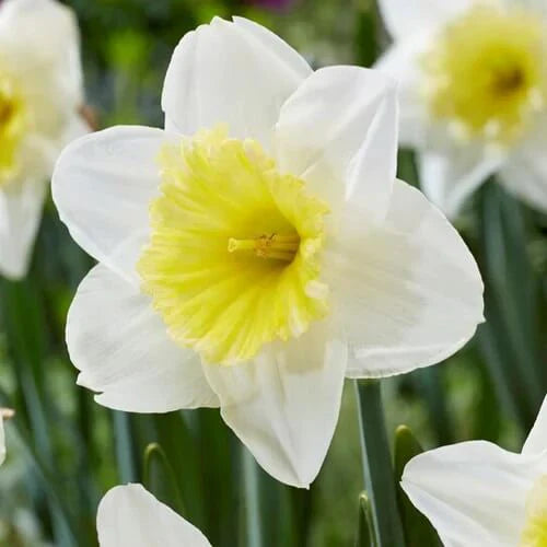Semillas de flores de narciso blanco para siembra, crecimiento compacto, variedad tradicional y sin ingeniería genética, para el huerto doméstico