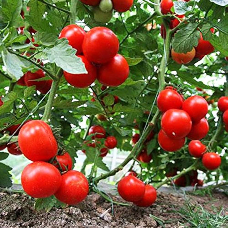 Dar zavolzhzhya tomato samen rich flavor