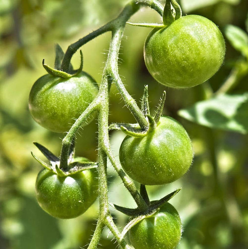 Dark grüne tomato pflanzen supported with garten stakes