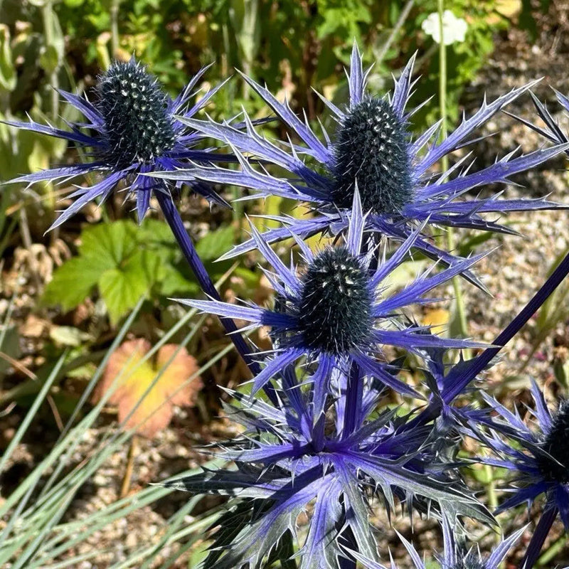 Alpinum (alpinum blume) samen for anpflanzung in home garten