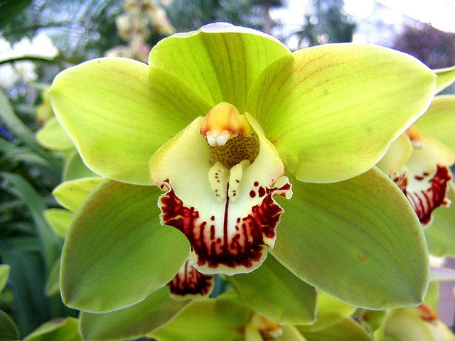 Semillas de orquídea mariposa verde claro para siembra – tolerantes a la sequía – variedad tradicional y semillas sin OGM para el jardín doméstico