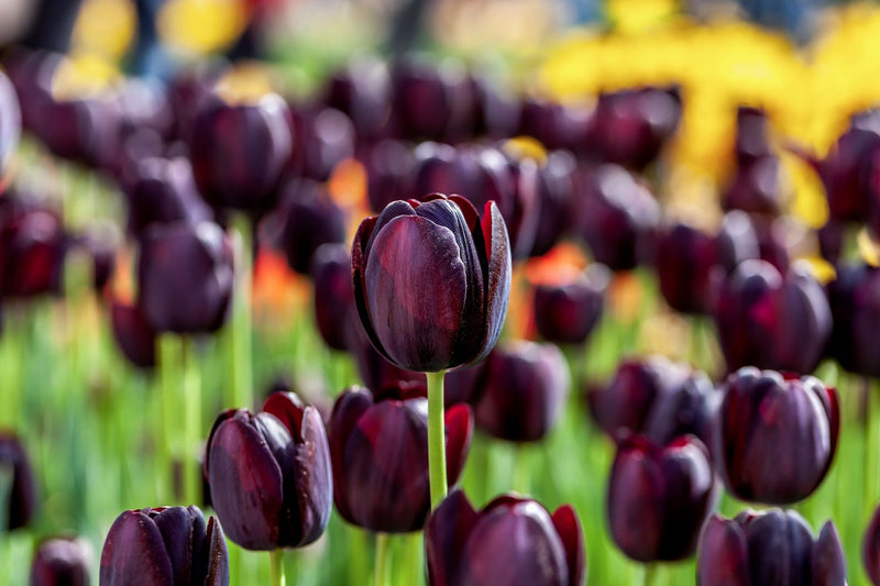 Deep schwarz tulip blumen in full bloom
