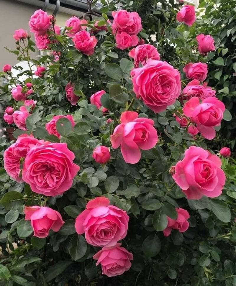 Deep rosa climbing rose samen for anpflanzung
