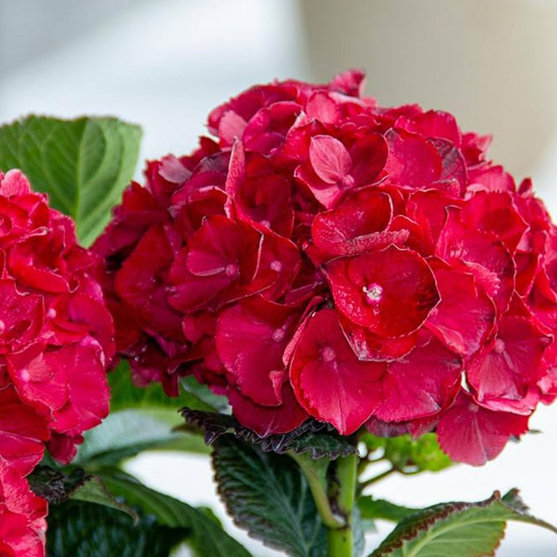 Deep rot hydrangea blume samen for anpflanzung