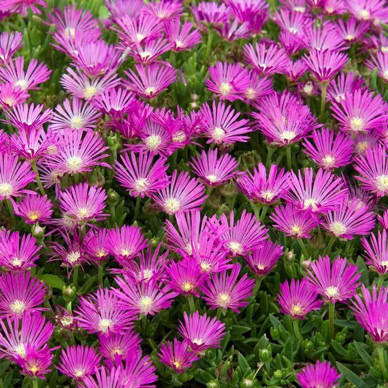 Semillas de flores rosas de Delosperma para siembra – luminosas – variedad tradicional y sin ingeniería genética, semillas para el jardín doméstico