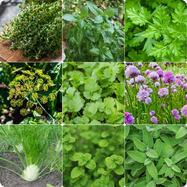 Deluxe Kraut Garten Samen mix with Basil, Thyme, Rosemary, Oregano, Dill, Chives, and Sage