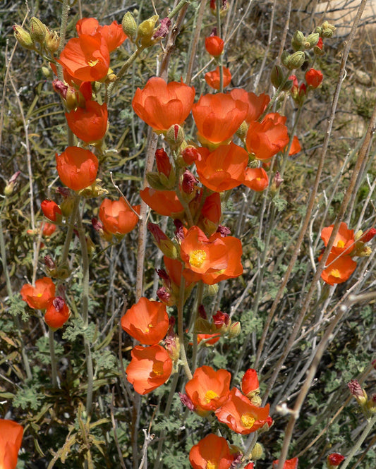Apricot Desert Globemallow Sphaeralcea Ambigua gentechnikfrei Samen for Aussaat