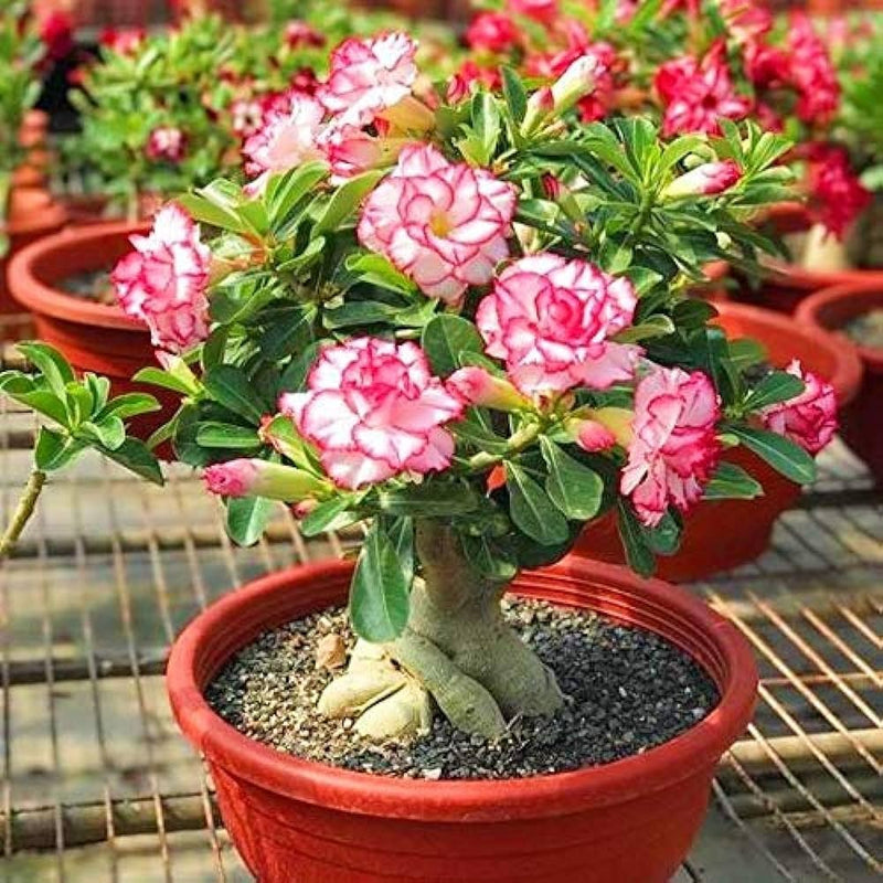 Mixed-color desert rose blumen in bloom