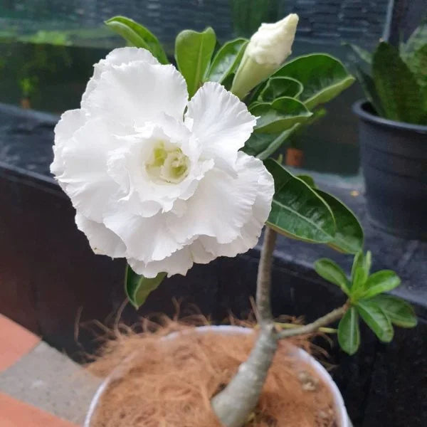 Desert rose weiß adenium wachsend outdoors