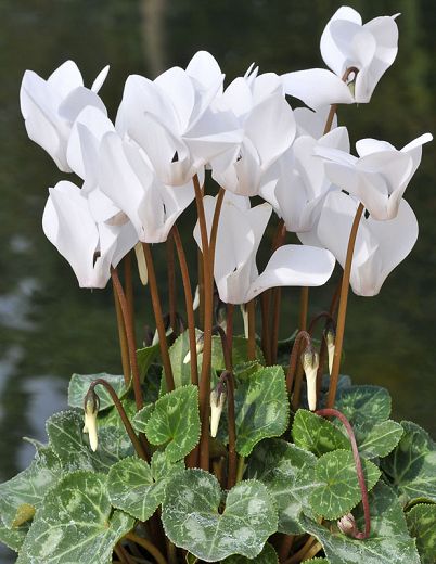 Weiß cyclamen blume samen for anpflanzung - drought tolerant, heirloom & gmo free samen for home garten
sale for anpflanzung in home garten.