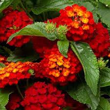 Rot gelb lantana blume samen colorful display heirloom nongmo organic garten samen for anpflanzung
sale for anpflanzung in home garten