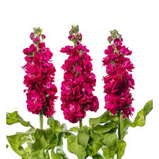 Rot matthiola incana blume samen heirloom nongmo organic garten samen for anpflanzung
sale for anpflanzung in home garten