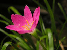 Rosa zephyranthes blume samen for anpflanzung – heirloom nongmo colorful organic garten samen with high germination
sale for anpflanzung in home garten