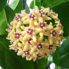 Pale gelb hoya blume samen for anpflanzung – heirloom nongmo compact organic garten samen with high germination
sale for anpflanzung in home garten