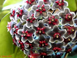 Schwarz rot hoya blume samen for anpflanzung – heirloom nongmo high germination organic garten samen
sale for anpflanzung in home garten