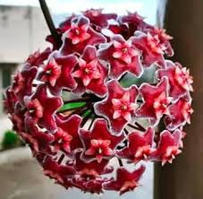 Rot carnosa blume samen for anpflanzung heirloom nongmo organic garten samen for vibrant displays
sale for anpflanzung in home garten