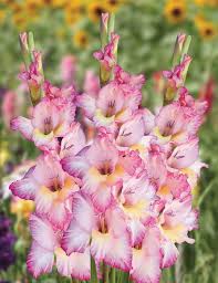 Rosa weiß gladiolus blume samen for anpflanzung heirloom nongmo droughttolerant organic garten samen
sale for anpflanzung in home garten