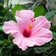 Pale rosa hibiscus blume samen for anpflanzung – heirloom nongmo organic garten samen high germination
sale for anpflanzung in home garten