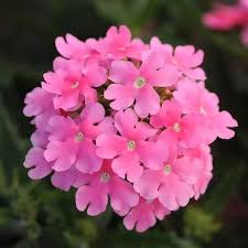 Rosa verbena blume samen for anpflanzung – heirloom nongmo organic garten samen high germination cut blume favorite
sale for anpflanzung in home garten