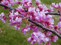Semillas de flores de Cercis rosa en flor para sembrar – tolerante a la sequía – variedad tradicional y semillas sin OMG para jardín doméstico
