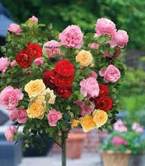 Semillas de rosa tricolor estándar para flores, para sembrar – espectáculo lleno de color – variedad tradicional y semillas sin OGM para el jardín doméstico