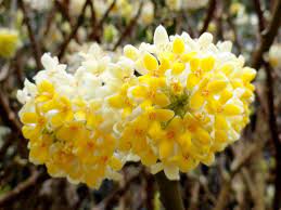 Heirloom gelb edgeworthia blume samen for anpflanzung hardy variety heirloom & gmo free samen for home garten
sale for anpflanzung in home garten