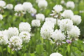Weiß trifolium repens blume samen for anpflanzung - seasonal bloomer, heirloom & gmo free samen for home garten
sale for anpflanzung in home garten