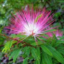 Rosa calliandra eriophylla blume samen for anpflanzung - low maintenance, heirloom & gmo free samen for home garten
sale samen for anpflanzung in home garten