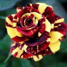 Schwarz mulcolor rose blume samen for anpflanzung cottage garten essential heirloom & gmo free samen for home garten
sale for anpflanzung in home garten