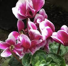 Rosa & weiß cyclamen blume samen for anpflanzung - cut blume favorite, heirloom & gmo free samen for home garten
sale for anpflanzung in home garten.