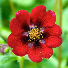 Rot potentilla atrosanguinea blume samen for anpflanzung - compact growth, heirloom & gmo free samen for home garten
sale samen for anpflanzung in home garten
