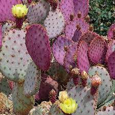 Rosa opuntia chlorotica blume samen for anpflanzung - wildflower mix, heirloom & gmo free samen for home garten
sale samen for home garten