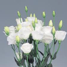 Weiß lisianthus blume samen for anpflanzung - pollinator friendly, heirloom & gmo free samen for home garten
sale for anpflanzung in home garten