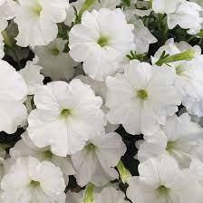 Weiß petunia blume samen for anpflanzung - garten favorite, heirloom & gmo free samen for home garten
sale samen for anpflanzung in home garten