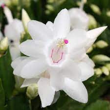 Weiß schlumbergera blume samen for anpflanzung - seasonal bloomer, heirloom & gmo free samen for home garten
sale samen for home garten