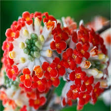 Graines d’Edgeworthia rouge à semer – culture à partir de graines – variété traditionnelle et sans OGM, graines pour le jardin familial