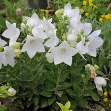 Semillas de Balloon blanca para sembrar – mezcla de flores silvestres – variedad tradicional y semillas sin OGM para el jardín doméstico