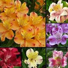 "Semillas de alstroemeria para sembrar, flores brillantes, variedad tradicional y sin transgénicos, semillas para el jardín doméstico