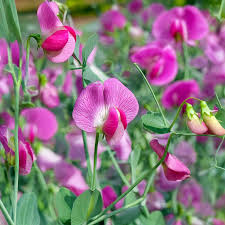 Graines de fleurs de pois de senteur couleur pêche à semer – variété traditionnelle sans OGM, graines de jardin biologiques, germination